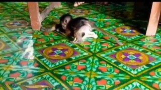 Kucing: Mengapa rasa tikus hari ini berbeda? ?