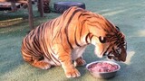 Tigers trying to convince me they have not eaten yet !
