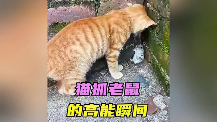 那些猫抓老鼠的高能瞬间，果然是血脉压制#猫咪 #猫抓老鼠 #猫和老鼠