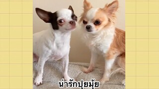 เพื่อนตัวน้อยแสนซน : น่ารักปุยมุ้ย