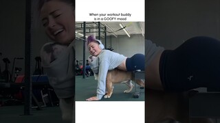 Funniest Pets as Gym Memes!