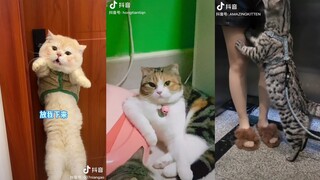 Video Này MeoW Phết - Tổng Hợp Meme Mèo 5