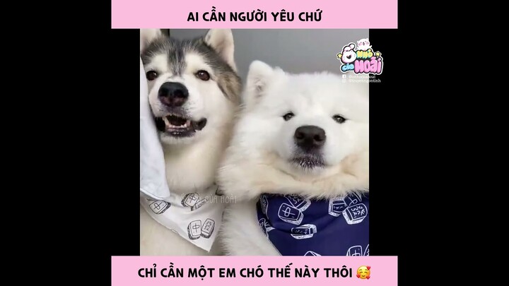 [Tổng hợp] Ai cần người yêu cơ chứ chỉ cần một em chó thế này thôiiii | Ổ nhỏ của Hoài