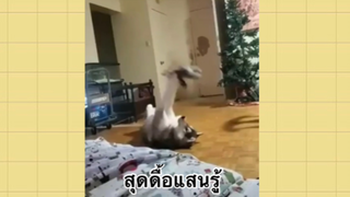 เพื่อนตัวน้อย สัตว์เลี้ยงแสนซน : สุดดื้อแสนรู้