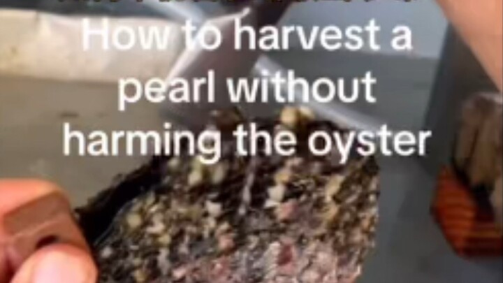 #How to remove pearls from oysters without harming them