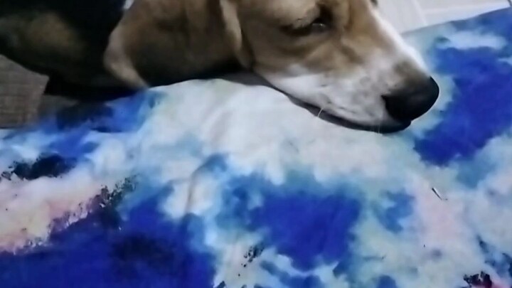 The Sweetest Beagle