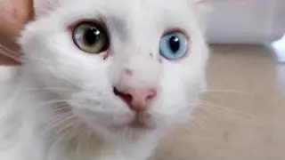 Cute Kitten With Two Rare Color Of Eyes Brown And Blue