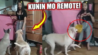 ANG TALINO NG ASO NI ATE! NAKIKIPAG LARO SAKANYA LAUGHTRIP TO | Pinoy Memes 2023