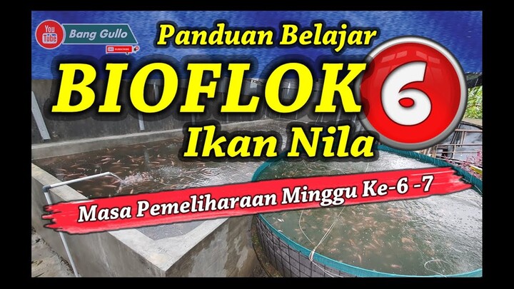 Panduan Sederhana Belajar Bioflok Ikan Nila - Video Masa Pemeliharaan Minggu Ke 6 dan 7