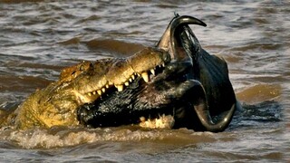 Crocodiles Attack Wildebeest Mercilessly.