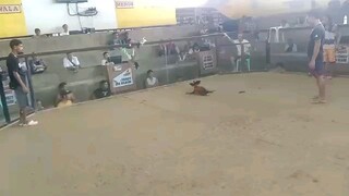 Mal ay lopez sport  ndii nag sugat 2time winer