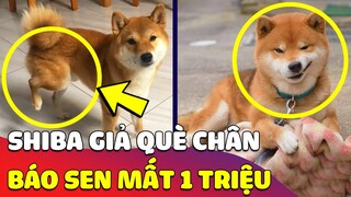 Hảo chó Shiba 'GIẢ VỜ QUÈ CHÂN' khiến con Sen mất hơn 1 Triệu 'ĐEM ĐI KHÁM' và cái kết 😎 Gâu Đần