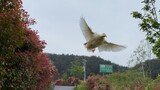 [Hewan]Mengetes Kemampuan Terbang Bebek, Aku Curiga Ia Adalah Burung