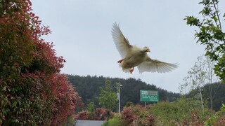 公园测试柯尔鸭飞行能力，我怀疑它是只鸟