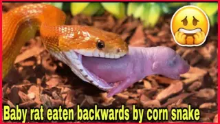 Baby Rats Swallowed Backward By A Corn Snake / Warning Live Feeding.