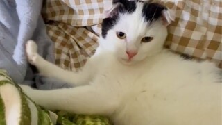 My Kitten Give Massage To Me - Kitten Massage Therapy