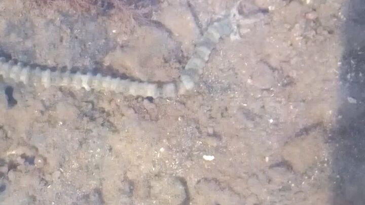 in the sea