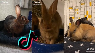 Cute and Funny Bunnies of TikTok - Belgian Hare and Lionhead Rabbit Edition