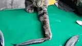 cat eating fist so adorable to watch ❤️