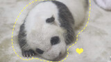 [Panda] My name is Xing Qing. I'm going to bed now. Good night, humans!