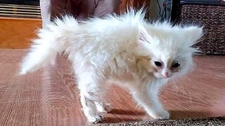 Best Funny Animal Videos Of The 2023 🤣 - Funniest Cats And Dogs Videos 😺😍