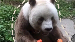 "Suara panda makan selama 130 detik, healing dan nyaman sekali!"