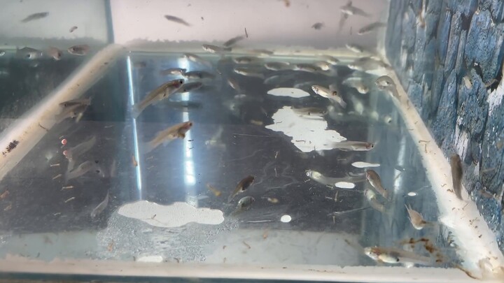 When 500 mosquito larvae meet 40 mosquito fish, this terrible blood suppression