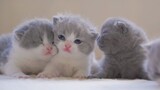 You'll love these baby cats