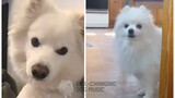 No Roots but Dogs Sung It (Dogs Version Cover)