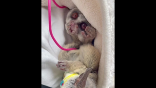 เป็นนักเรียนต้องตัดผม ถ้าเขาและเธอเหมาะสม คนอย่างผมคงต้องตัดใจ bushbaby ลิงจิ๋ว