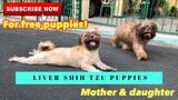 Liver Shih Tzu Puppies | SUPER MARCOS VLOGS