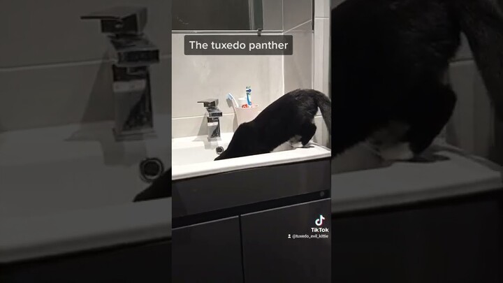 The tuxedo panther