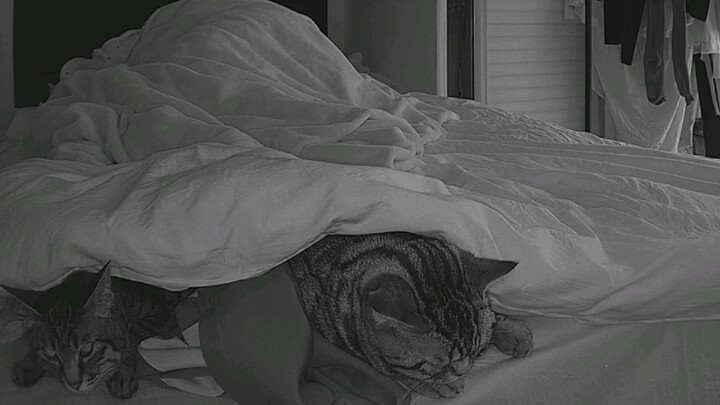 (คลิปแมว) ความลับของความหนาวคือผ้าห่มที่ถูกแมวมุดเข้าออก