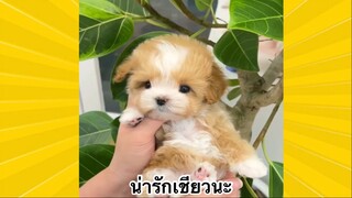 สัตว์เลี้ยงเพื่อนขนปุย : น่ารักเชียวนะ