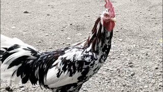 ayam sok jago
