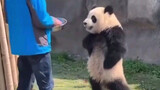Cute Funny Panda Video | A National Treasure Of China