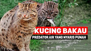 Fishing Cat- Kucing Langka yang Berburu di Dalam Air