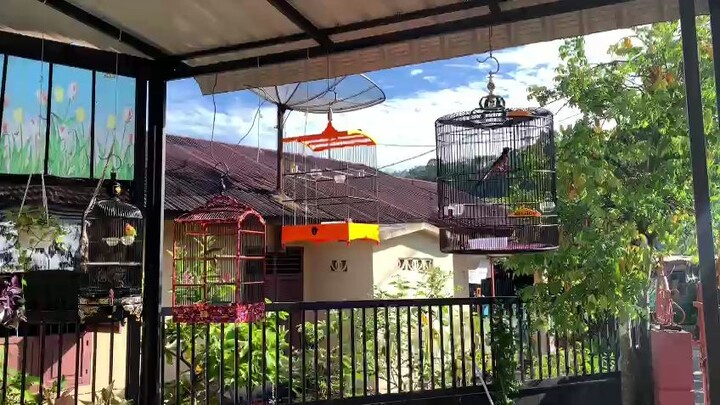 KICAU BURUNG MURAI BATU EKOR PUTIH DI OAGI HARI