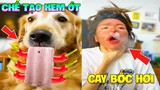 Thú Cưng Vlog | Gâu Đần Phá Hoại Mẹ #8 | Chó thông minh vui nhộn | Smart dog funny pets