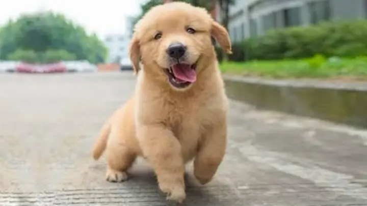AWW Animals So Cute Cute Baby Animals Videos Compilation 2021 | Cutest Puppies Doing Cute Things - Bilibili AWW Animals So Cute Cute Baby Animals Videos Compilation 2021 | Cutest Puppies Doing Cute Things - Bilibili
