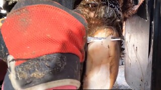 There is nothing wrong with this cow's hoof on the surface, but when the hoof trimmer digs it in, th