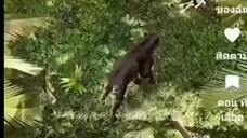 ย้อนเวลาฝ่ายุคดึกดำบรรพ์ พากย์ไทย