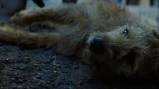 Good Dog
