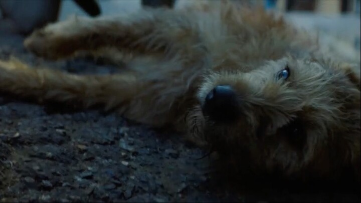 Good Dog