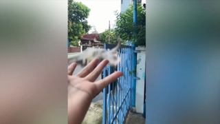 meme Một sự đáng yêu cực nhẹ