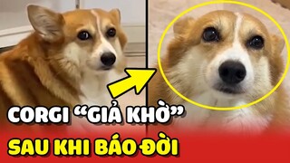 Bất lực với tuyệt chiêu GIẢ KHỜ của bé Corgi sau khi BÁO ĐỜI 😂 | Yêu Lu