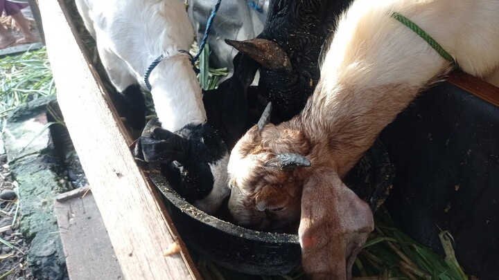 Pakan komboran kambing, bikin kambing cepat gemuk⁉️