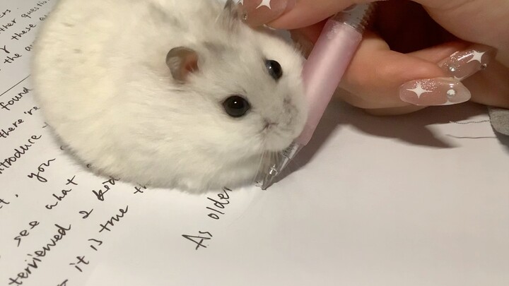 [Chuột hamster] Quấy nhiễu mami học tập!