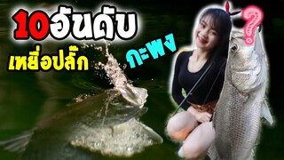 10อันดับ เหยื่อปลั๊กงานกะพง | หน้ากลม สมเดย์