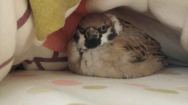 Sparrow sleeps on my bed and refuses to leave